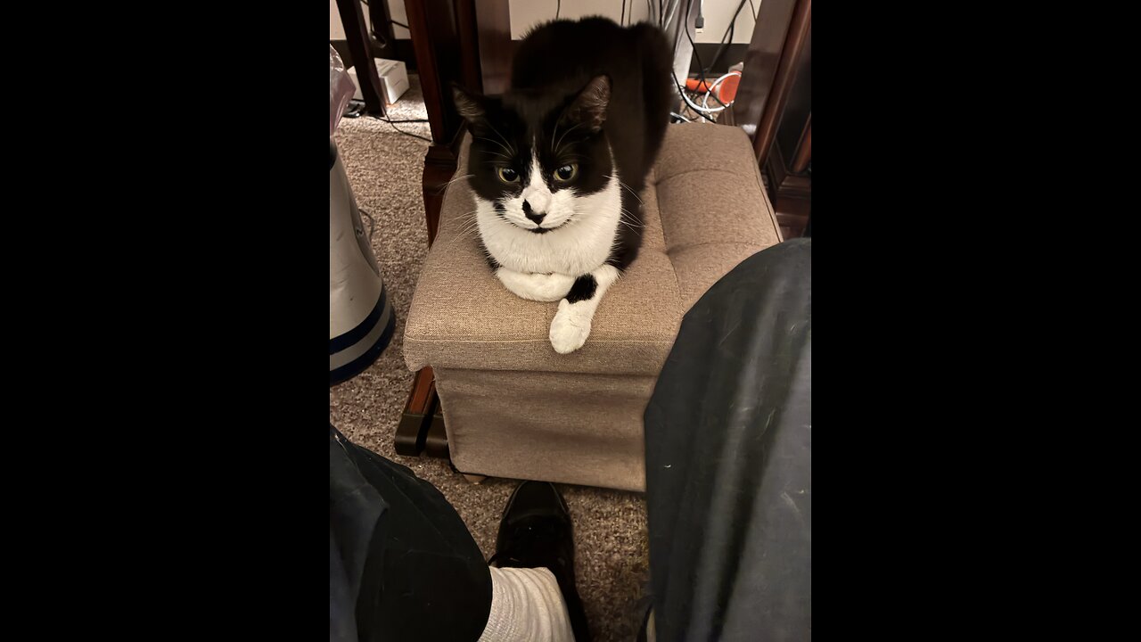 Pretty kit cat!