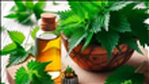 "Unlocking the Power of Stinging Nettle: Health Benefits and Harvesting Guide"