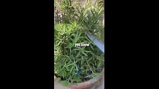 Love All Life Always #365 - Rosemary + Vinegar = A Powerful Mind And Body Elixer. Make It At Home.