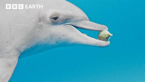 Dolphins Play a Dangerous Game of Catch | BBC Earth