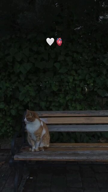 Beautiful recitation of Quran