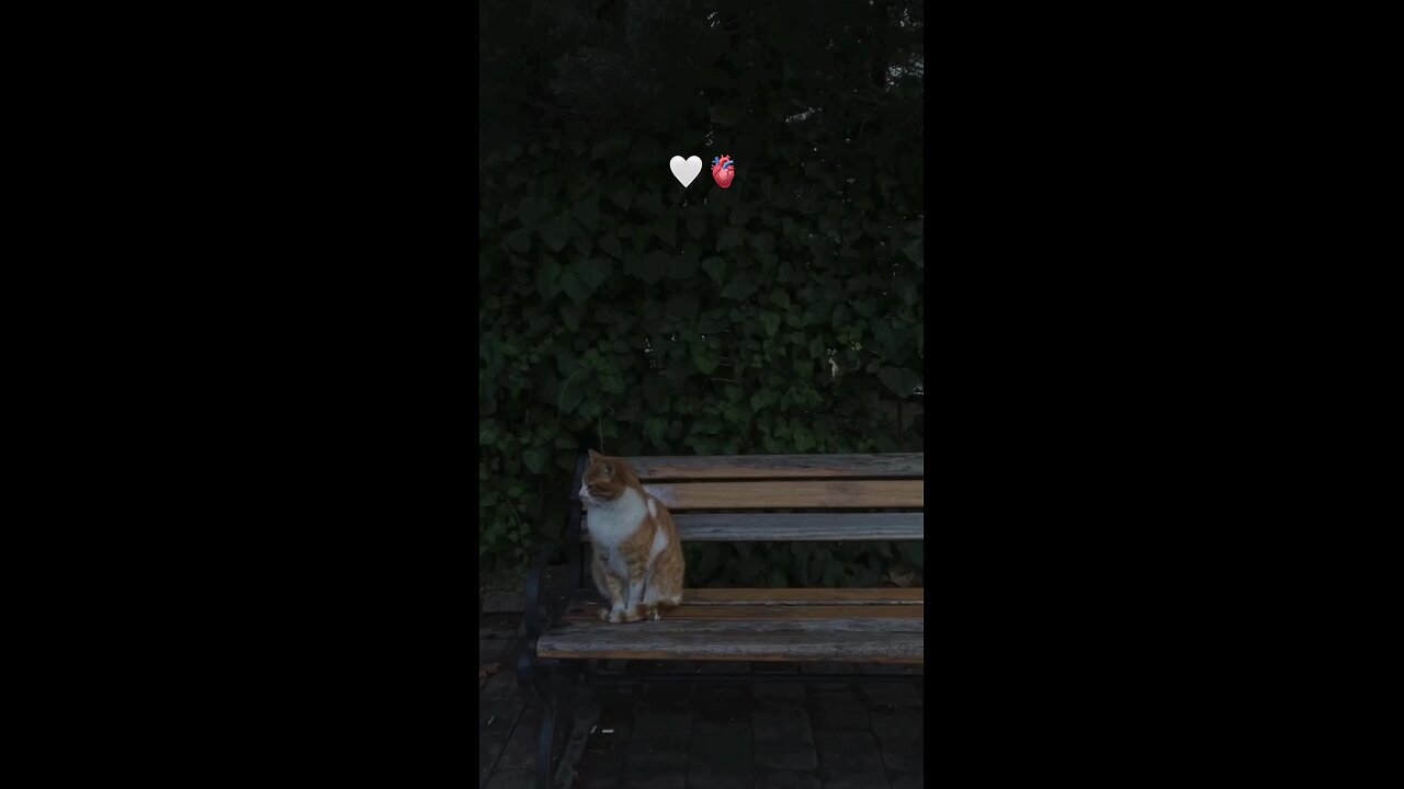 Beautiful recitation of Quran