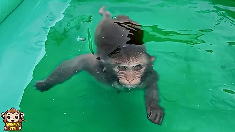Monkey baby YiYi loves swimming and always cares for her friends