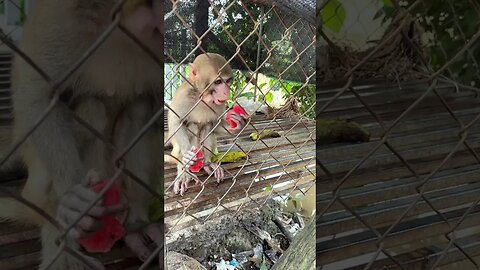 Caring for an Abandoned Monkey, the Mysterious Behaviors of Monkeys #10