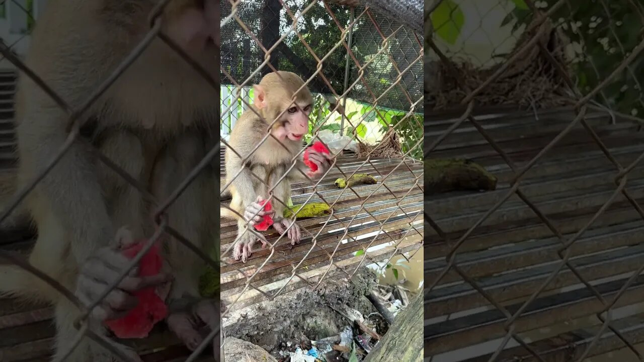 Caring for an Abandoned Monkey, the Mysterious Behaviors of Monkeys #10