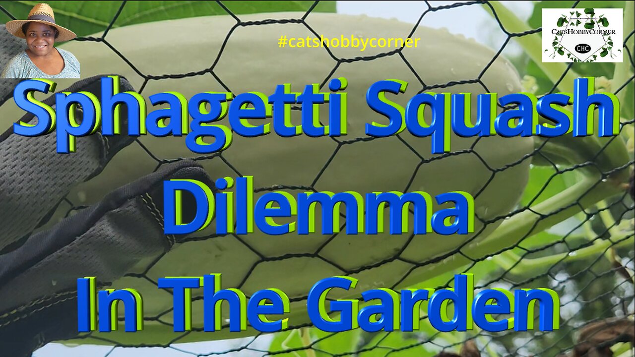 Squash Dilemma In The Garden - #catshobbycorner #squash #pest