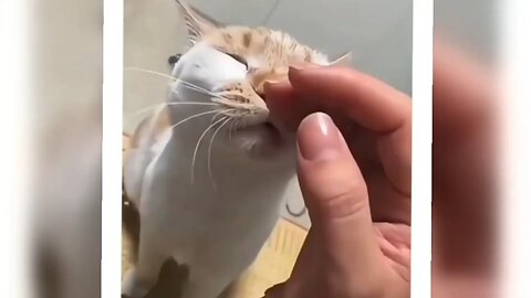 Funny video 😂😂😂😂