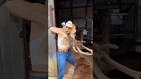 funny animals compilation #funnyanimals #animals #pets #shorts