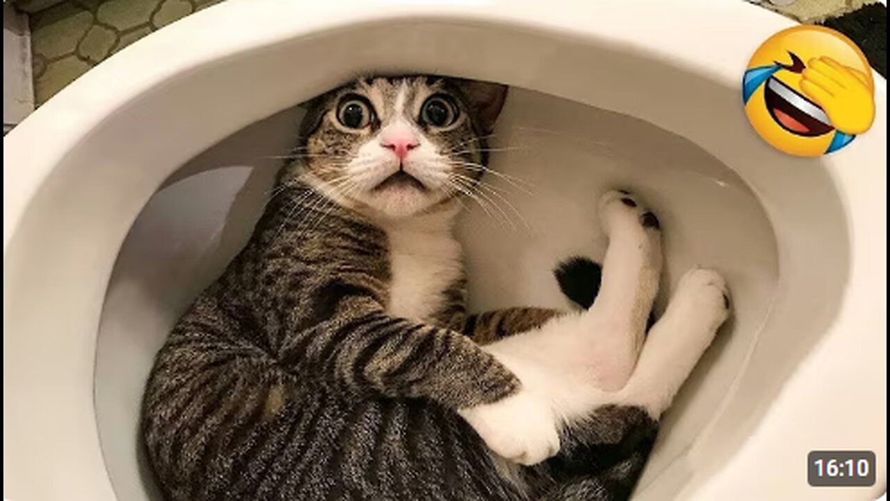 Funniest Cats and Dogs Clips 2025😼🐶Try Not To Laugh😜