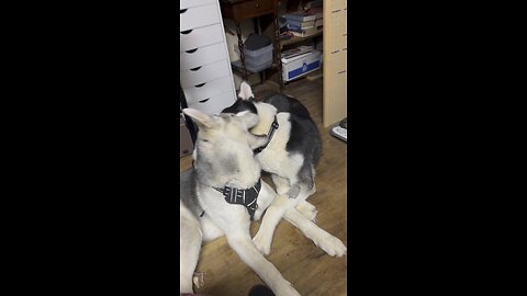 Ivar and Floki