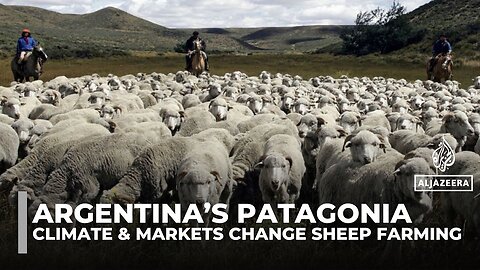 Argentina’s Patagonia sees sharp fall in sheep farms amid tough times