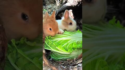 The little rabbit eats cabbage in the tree hole. Cute pet debut plan. Rabbit. Rural cute pet.