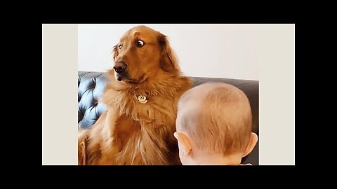 Dog is unimpressed 🤣 FUNNIEST Pet JERKS!