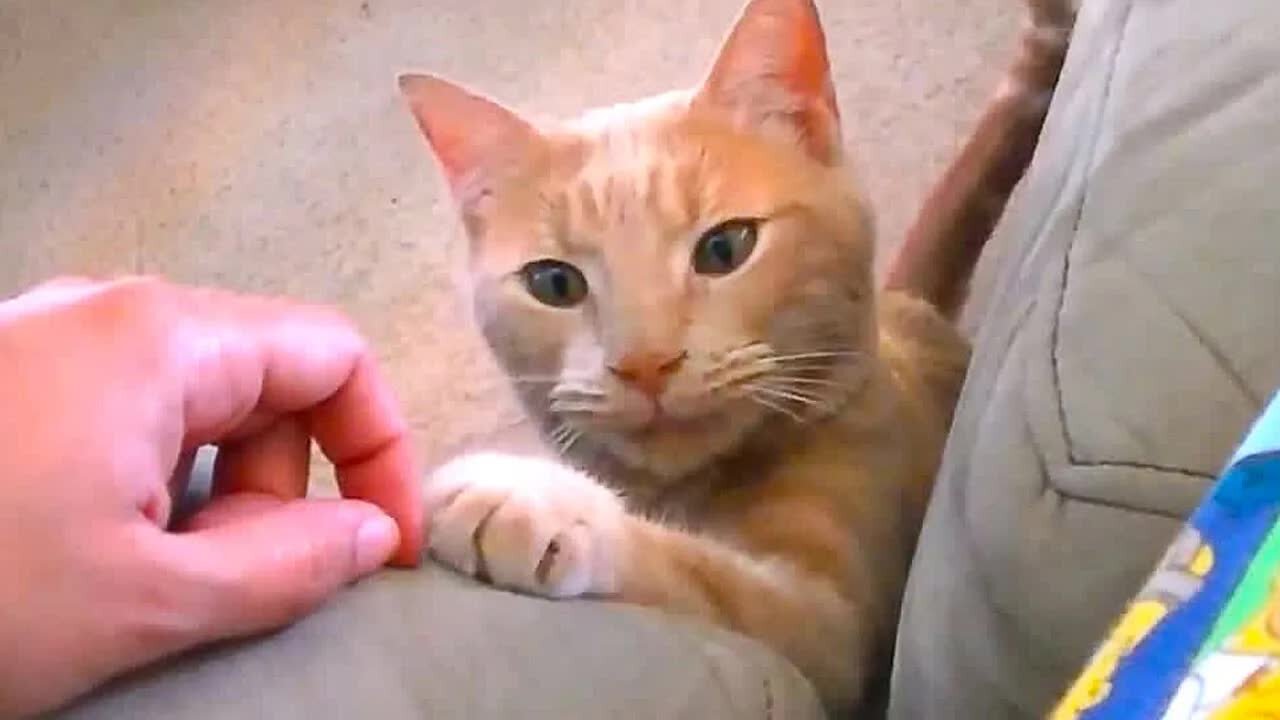 When you have a polite Cat 😺