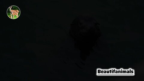 The life of water otters