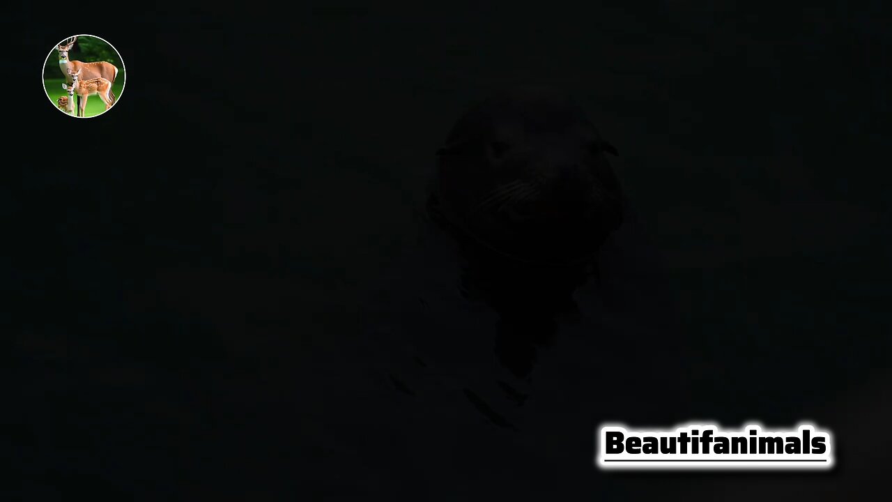 The life of water otters