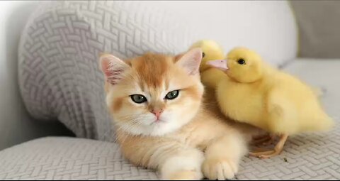 The ducklings are playing with the kitten!