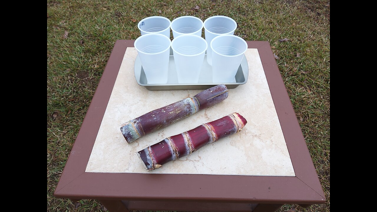 Rooting Our Sugarcane 12/7/25