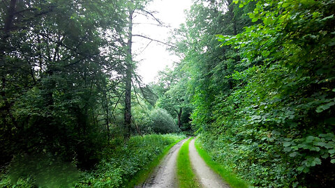 Nature Walk - Forest/River Fabulous Views without Music and Birds Chirping