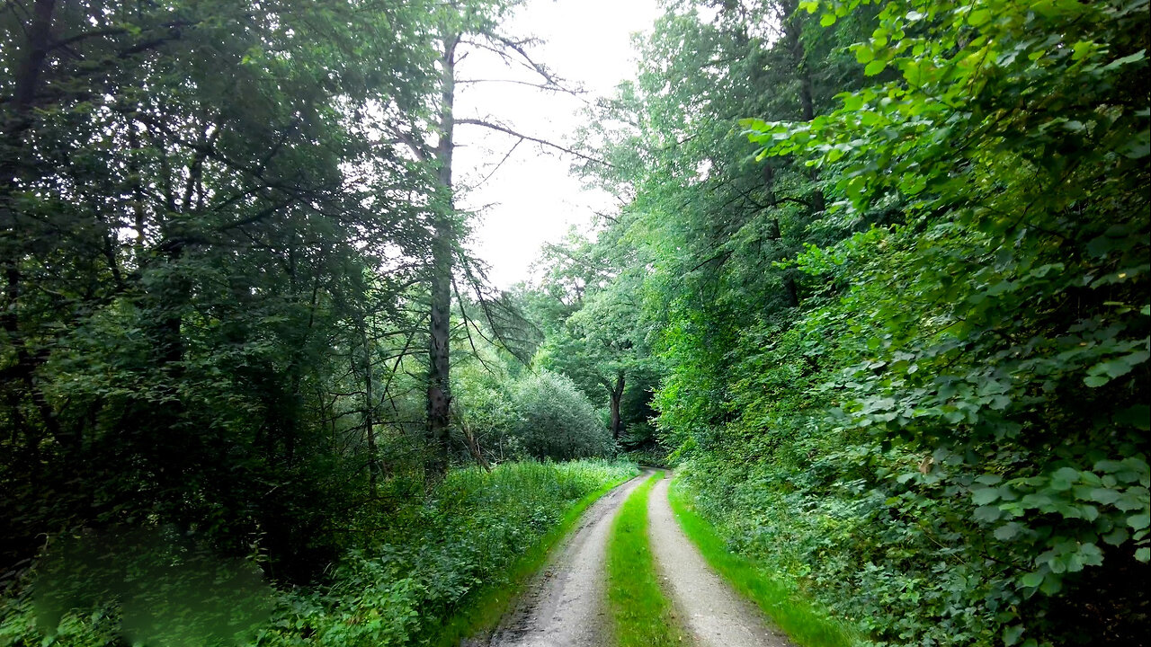 Nature Walk - Forest/River Fabulous Views without Music and Birds Chirping