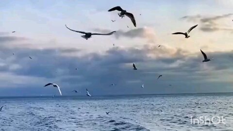 Peaceful morning sound with relaxing view