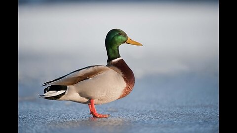 Do it for Dave! (Time for Truth!) Part Two