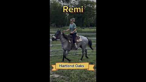 Remi, the Blue Roan… Professional training or not?