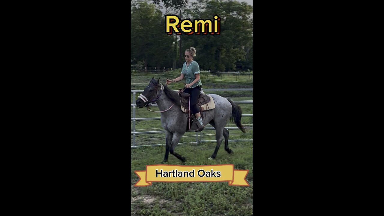Remi, the Blue Roan… Professional training or not?
