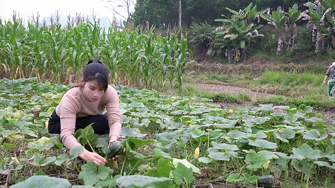 farm harvest video Boiled pumpkin, braised tilapia and pickles