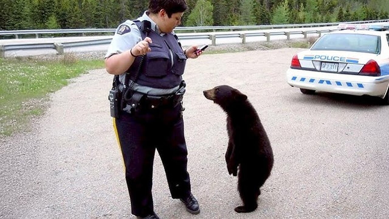 When the Animal Distribution System Chooses You 😂🐾 Unexpected Funny Animal Moments 2025