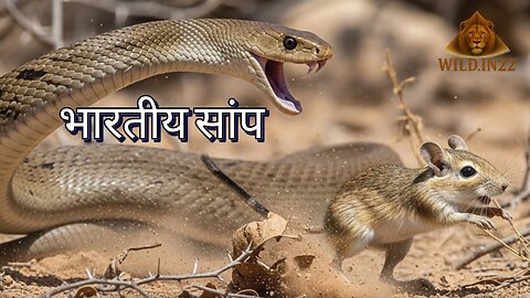 The Most Dangerous Snake in India? 😱