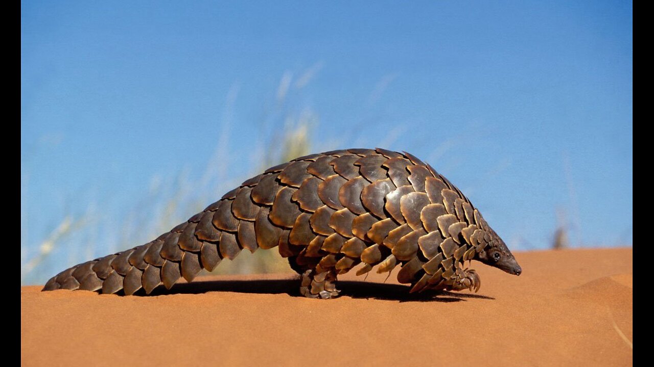 The pangolin and its protective shield