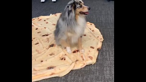 funny dog