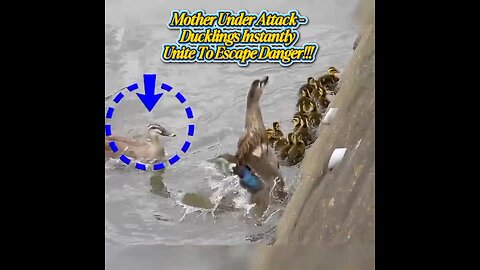 Mother Under Attack - Ducklings Instantly Unite To Escape Danger ⚡⚡⚡ Mother under attack! 💥🦆 -
