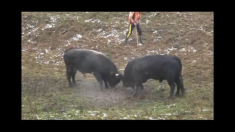 Loki od Mirvo Alagić vs Kobra Mirza Draganović