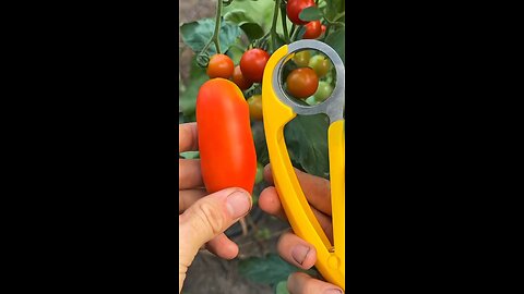 Huge ltalian tomato vs. Bananas slicer 🍅