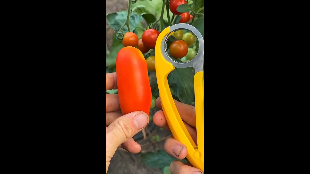 Huge ltalian tomato vs. Bananas slicer 🍅