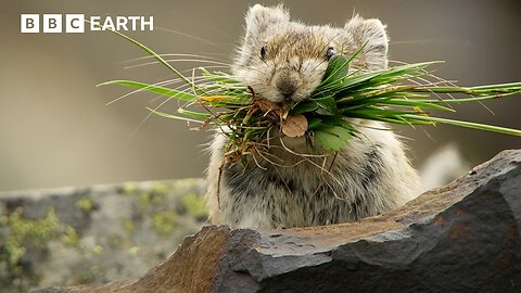 Pika: The Tiny Mountain Bandit | BBC Earth