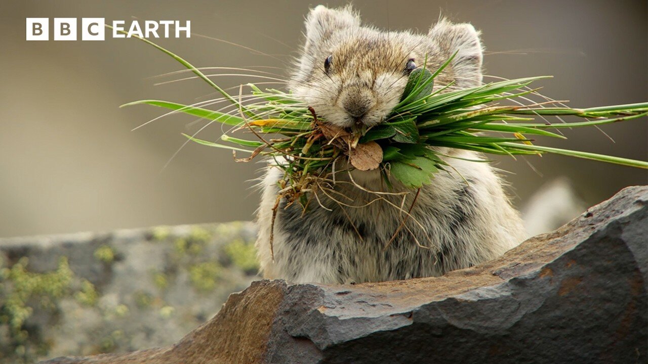 Pika: The Tiny Mountain Bandit | BBC Earth