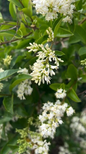 This flower smells so good