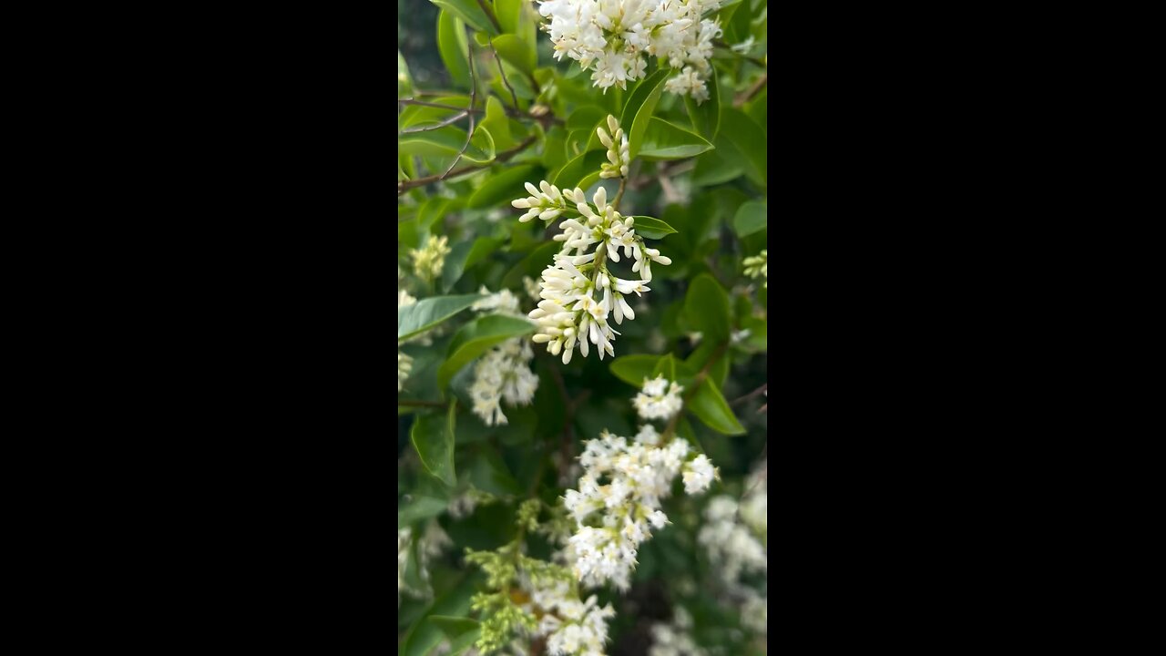 This flower smells so good