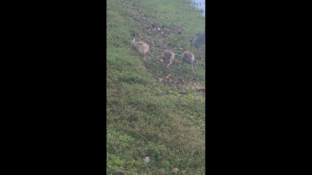 Families of anatidae.