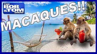 Naughty Animals & Santa on Edibles!