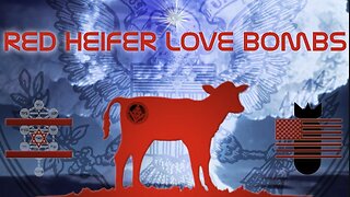 Red Heifer Love Bombs & Ashes from a Black Magic Barbeque...| the Truth is stranger than fiction