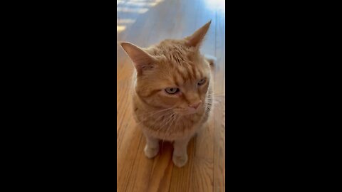 Hannah purring