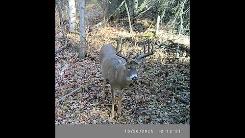 Alberta Whitetail 2025 - Episode 6 - Final Look at the Trail Cams Before The Hunt