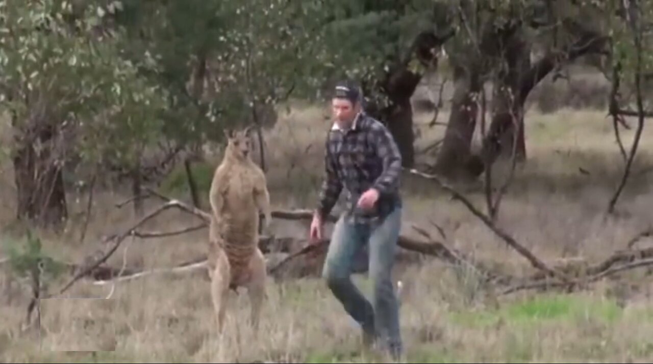 Man punches cangaroo - no sound