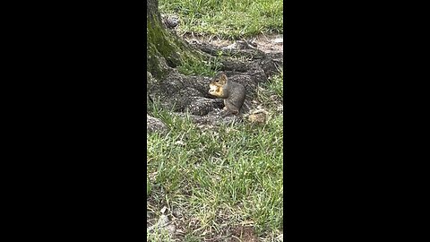 The squirrel is eating a mushroom.