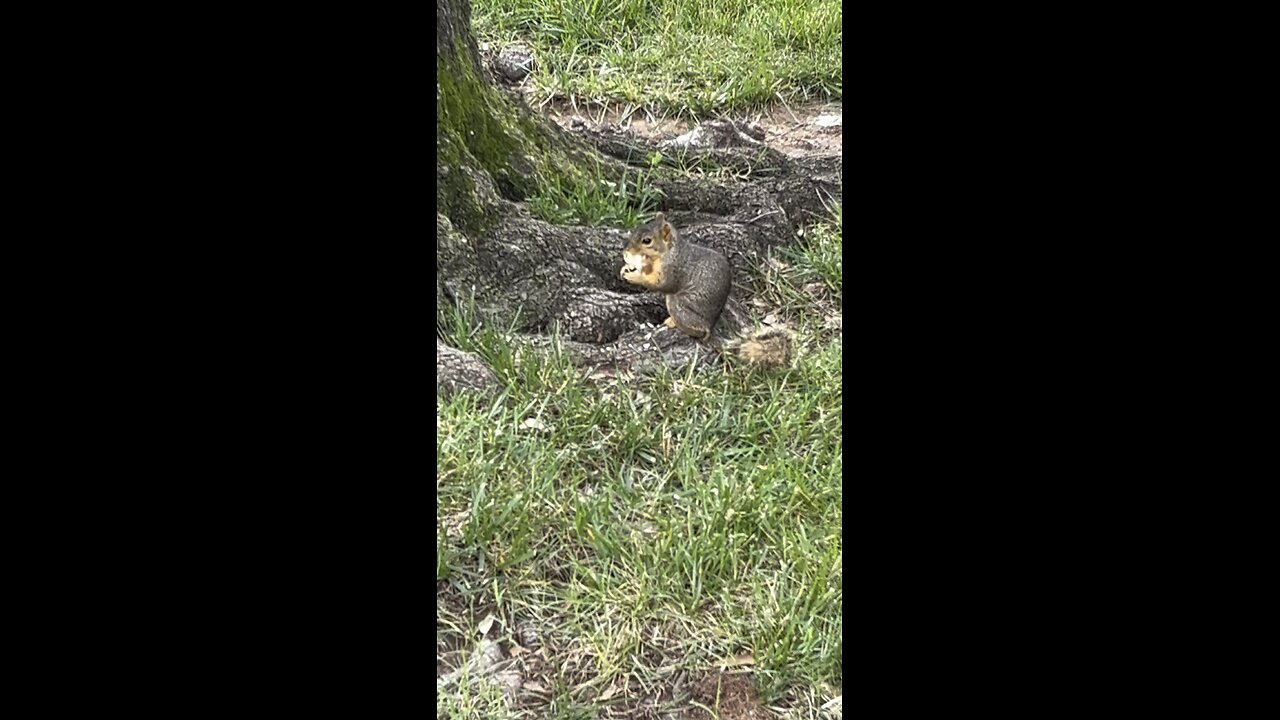 The squirrel is eating a mushroom.