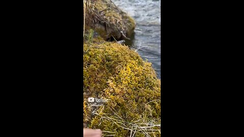 Grabbing a hand full 😃 #Subscribe #Upinalaska #Alaska #Moss #ASMR #Outdoors #Camping #Hiking #fyp